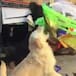 Perritos de la calle rompen piñata en su posada