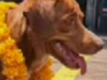 Encuentran a perrito solo en medio del mar