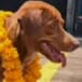 Encuentran a perrito solo en medio del mar