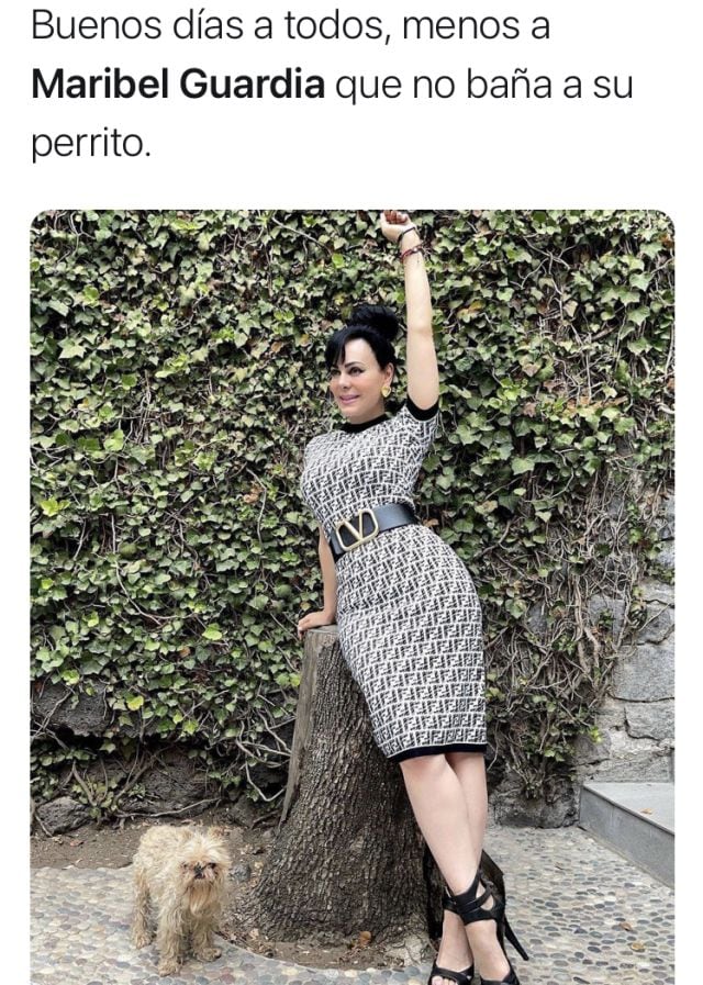 Memes perrito de Maribel Guardia