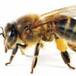 Ha batido el récord del mundo teniendo abejas sobre su cuerpo.