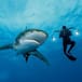 Ballena jorobada protege a buceadora de un tiburón