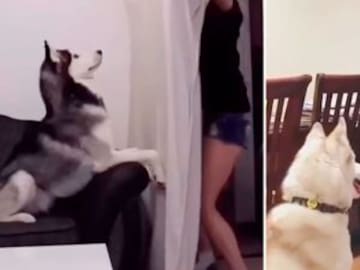 El divertido reto de las mascotas ya es viral