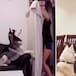 El divertido reto de las mascotas ya es viral
