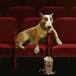 Amante de mascotas crea cine donde los perros son bienvenidos