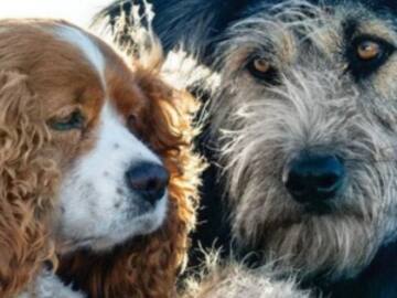 El vagabundo, de Disney fue hallado en una perrera ¡Se llama Monte!