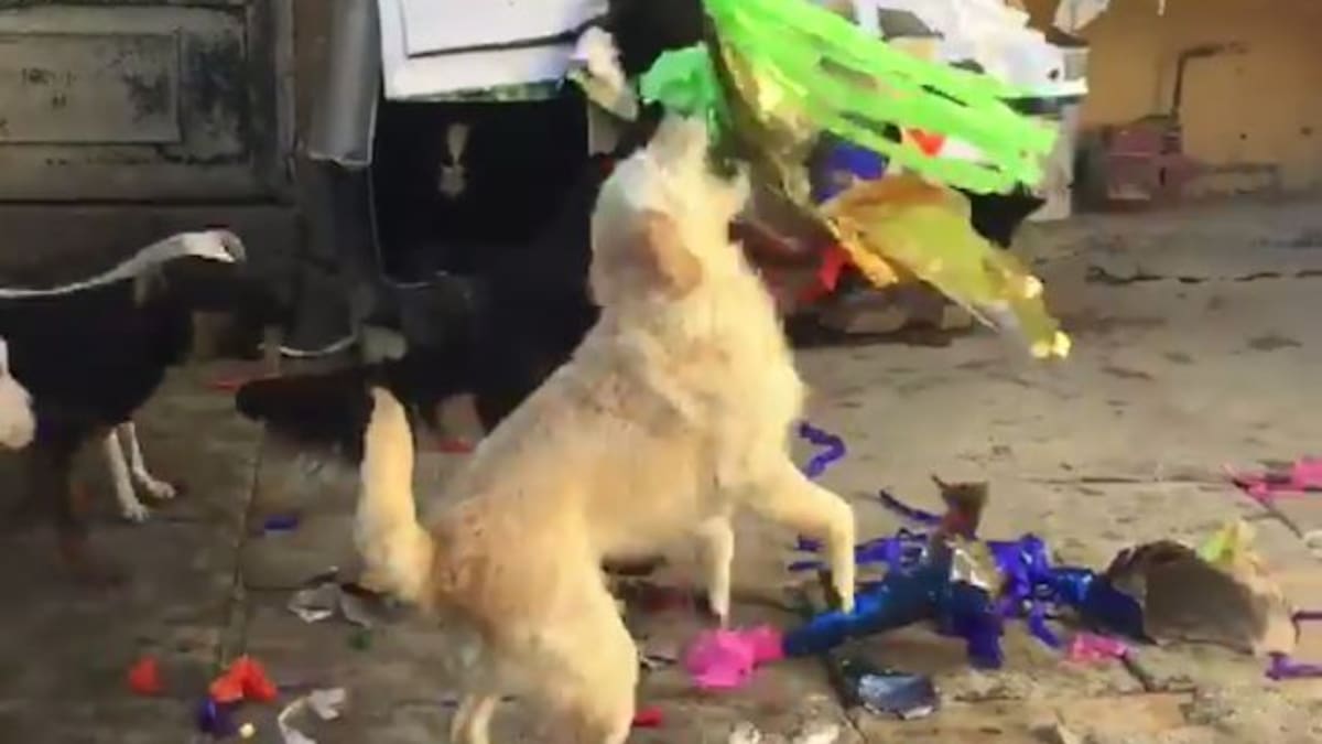 Perritos de la calle rompen piñata en su posada
