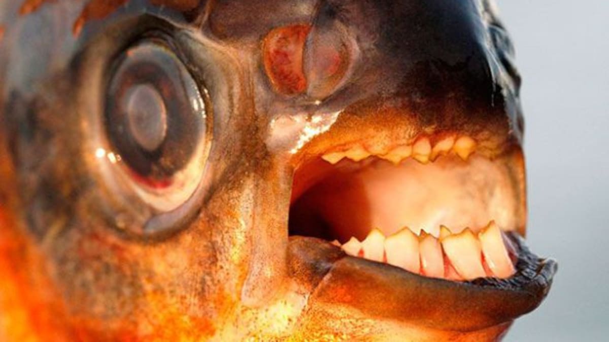 El pez cometestículos llega a las aguas de Europa.