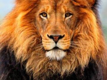 #Top Ten: Si Fuera Un Animal Sería…