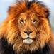 #Top Ten: Si Fuera Un Animal Sería…