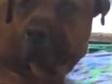 Perro llora desconsoladamente al ser abandonado y se hace viral