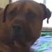 Perro llora desconsoladamente al ser abandonado y se hace viral