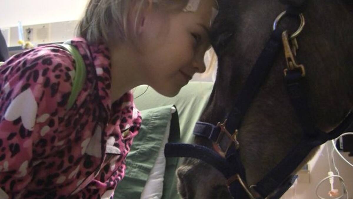 Conoce al poni enfermero