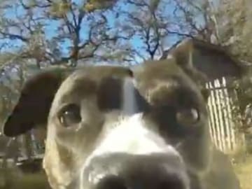 Este perrito se robó una cámara de video pero en realidad se robó nuestr corazón