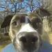 Este perrito se robó una cámara de video pero en realidad se robó nuestr corazón