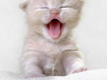 ¿Te gustan los gatitos? Después de ver estas imágenes los vas a amar