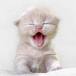 ¿Te gustan los gatitos? Después de ver estas imágenes los vas a amar