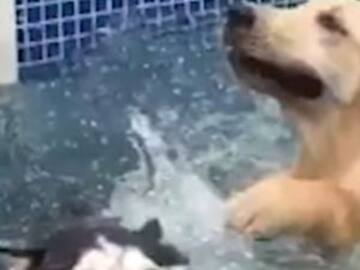 Golden Retriever arruina día de alberca de Husky