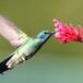 ¿Por qué no vemos tantos colibríes?