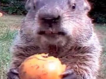 Marmota se hizo viral por un video y ahora cuenta con más de 11 mil seguidores