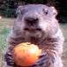 Marmota se hizo viral por un video y ahora cuenta con más de 11 mil seguidores