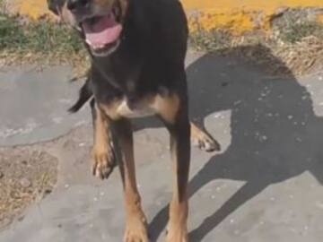 Perrito callejero causa ternura al reaccionar cuando llegan a darle croquetas