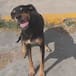 Perrito callejero causa ternura al reaccionar cuando llegan a darle croquetas