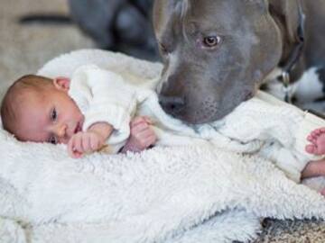 Perro salva a bebé de morir ahogado
