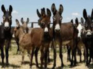 Arrestan a 8 burros en La India