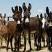 Arrestan a 8 burros en La India