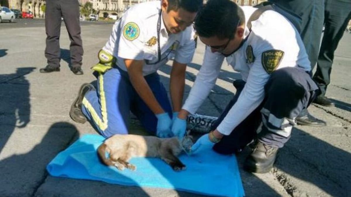 Gatito recibe primeros auxilios en el Zócalo capitalino