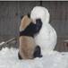 Oso Panda lucha contra muñeco de nieve