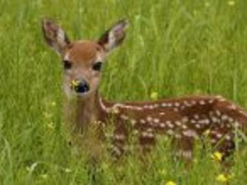 El cazador que dejó de serlo cuando conoció a Bambi