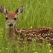 El cazador que dejó de serlo cuando conoció a Bambi