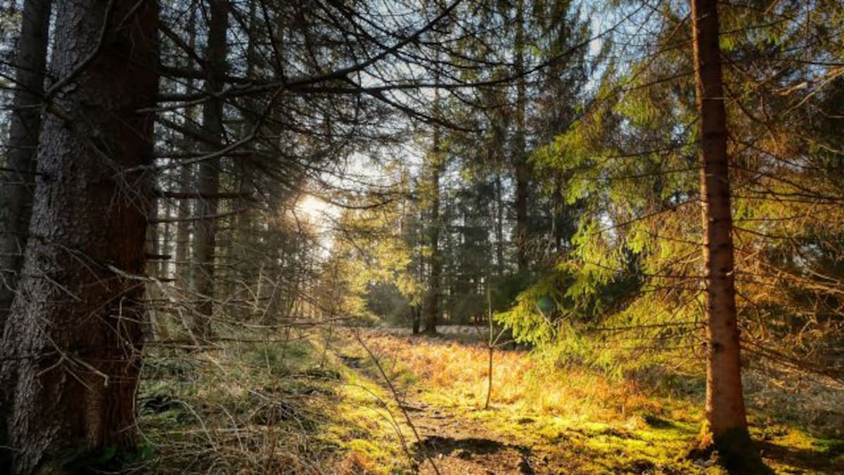 Reservas ecológicas y bosques para ir a caminar cerca de la CDMX