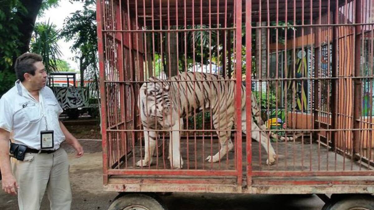 Se desconoce el paradero de mil 600 especies ante cuatro años de la ley General de la Vida Silvestre