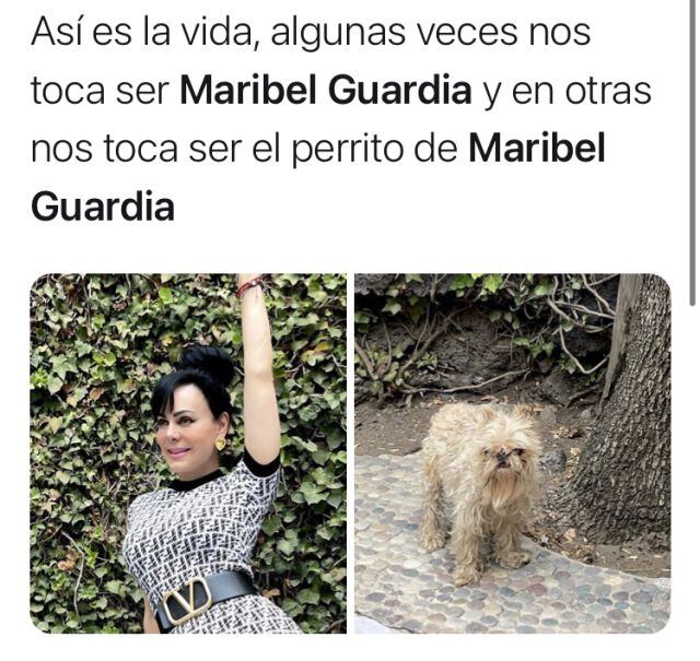 Memes perrito de Maribel Guardia