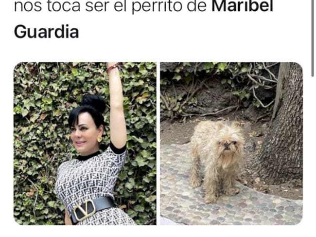Memes perrito de Maribel Guardia