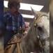 Entra con su caballo a minisúper a comprar cervezas