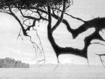 Nuevo reto visual, ¿logras ver qué hay en el lago?