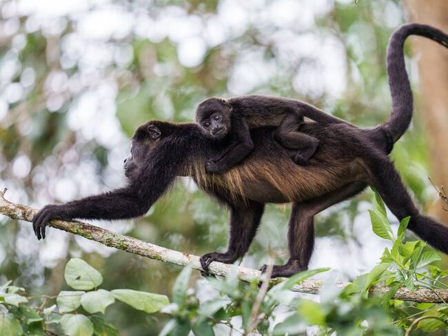 Mono Saraguato, una especie en peligró de extinción y actualmente afectada por la ola de calor que azota al territorio mexicano