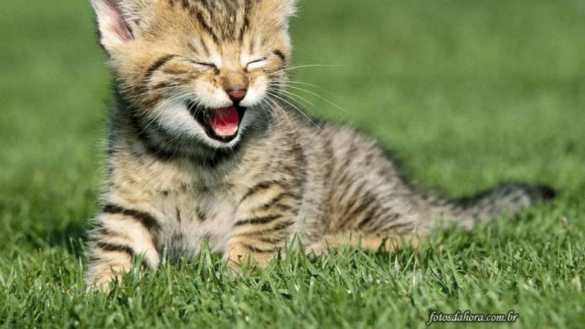 - ¿Bailamos?- Claro. ¿Pero quién saca a mi amiga?
- Ahhh, por eso no te preocupes. ¡SEGURIDAAAAD!