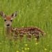 El cazador que dejó de serlo cuando conoció a Bambi