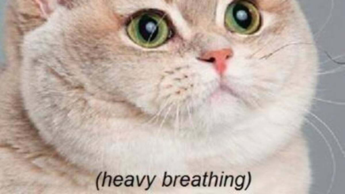 Los mejores gatitos de internet porque Día internacional del gato