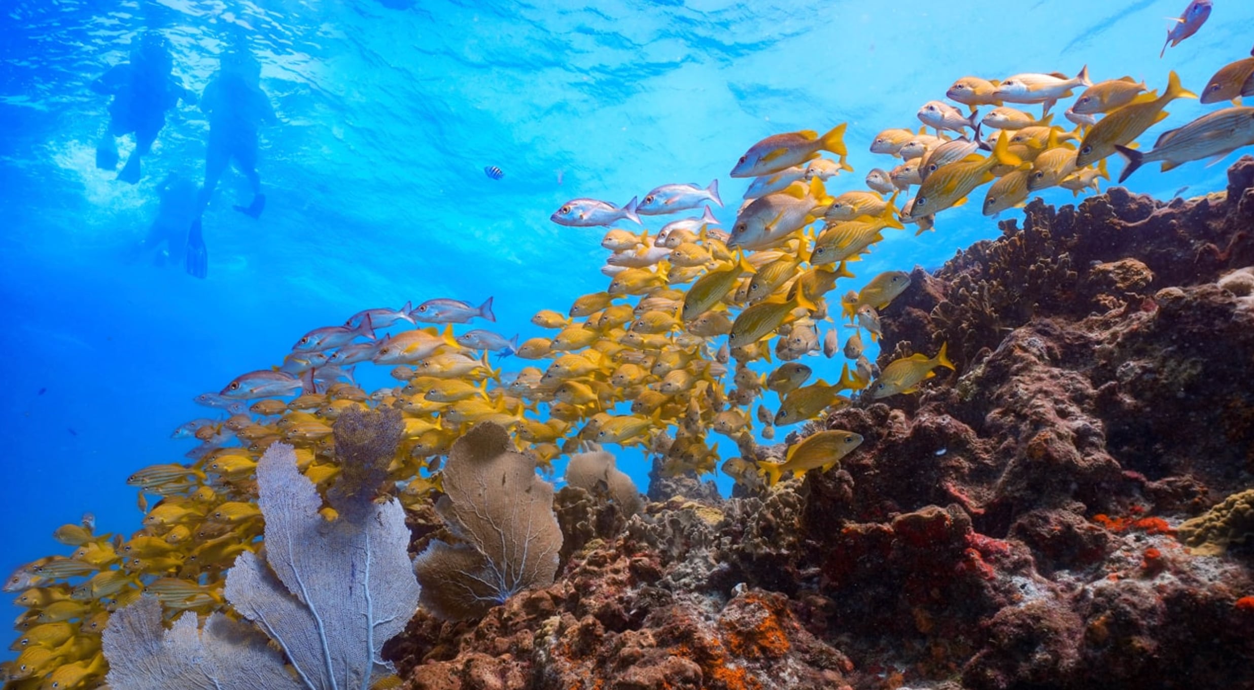 Museo de Arte Subacuático