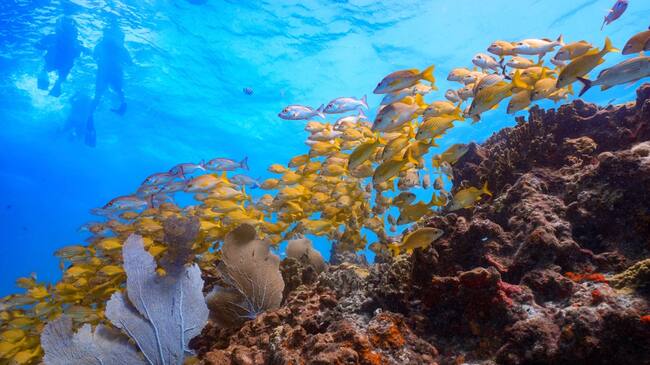 Museo de Arte Subacuático