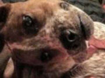 La foto de este perro confundió a todos en redes sociales