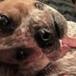 La foto de este perro confundió a todos en redes sociales