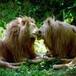 Los "leones gay" de Kenia