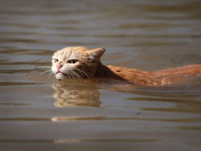 La app trabaja con un algoritmo que identifica el estado de ánimo del gato a través de su expresión corporal